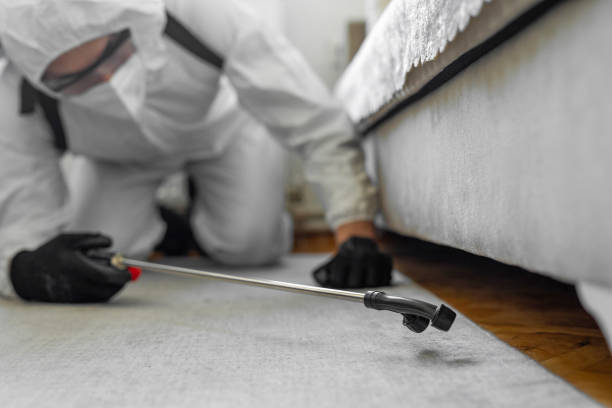 Professional Bed Bug Control technician working in Strafford County County, NH